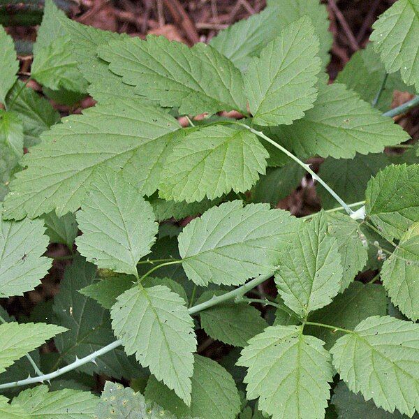 File:Rubus leucodermis 410182884.jpg