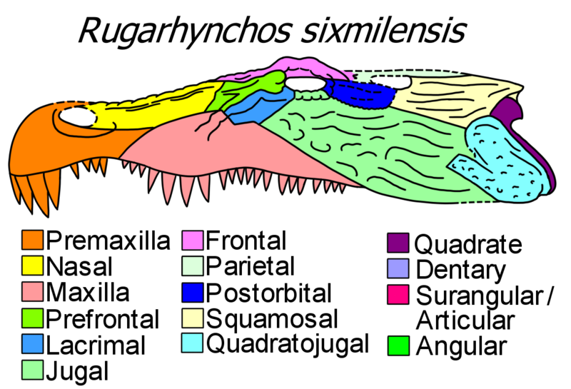 File:Rugarhynchos cranial diagram.png