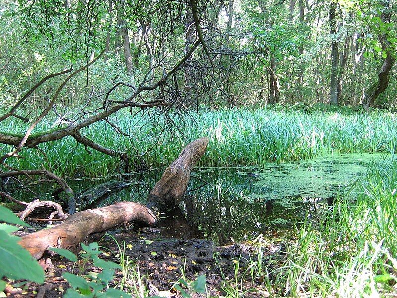 File:Rya Skog, Sweden.jpg