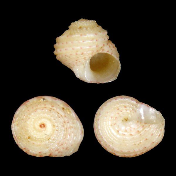 File:Seashell Homalopoma mikkelsenae.jpg