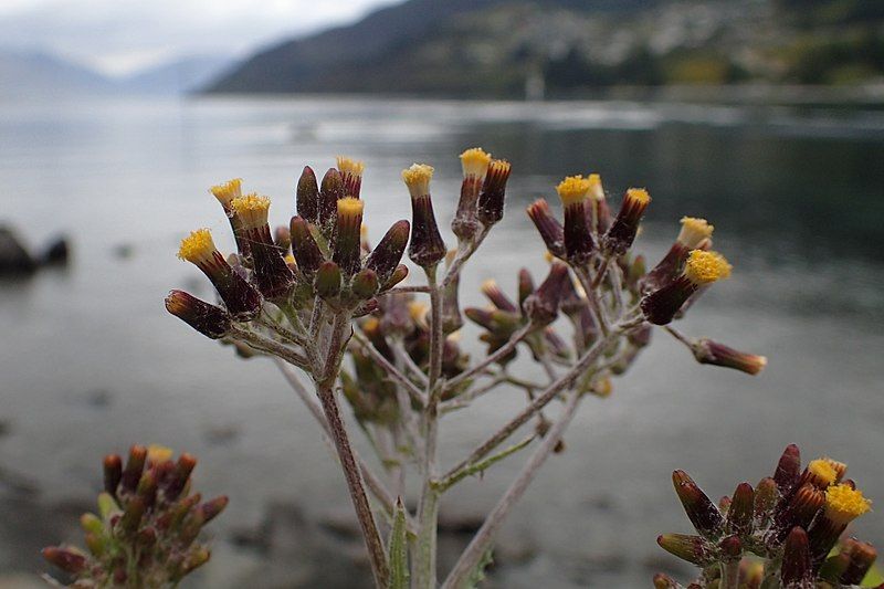 File:Senecio glomeratus kz2.jpg