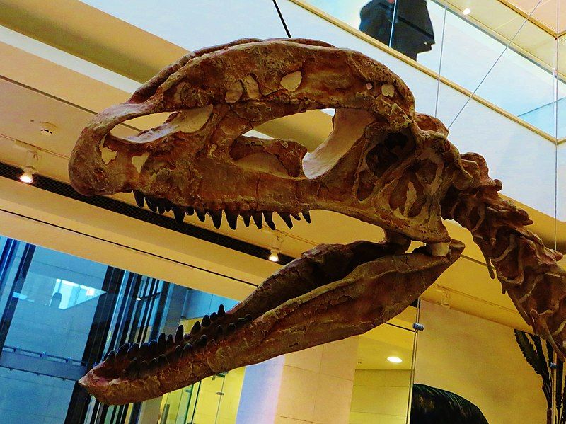 File:Sinosaurus triassicus skull.JPG