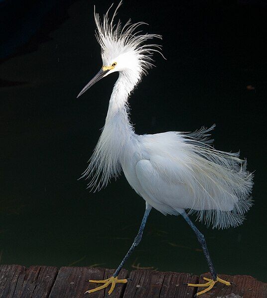 File:Snowy Egret Plume.jpg