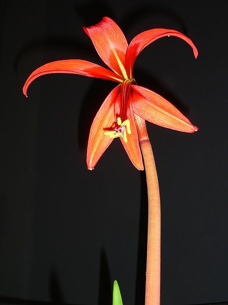 File:Sprekelia.formosissima.3.jpg