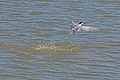 Quality image Sterna Hirundo missing a catch