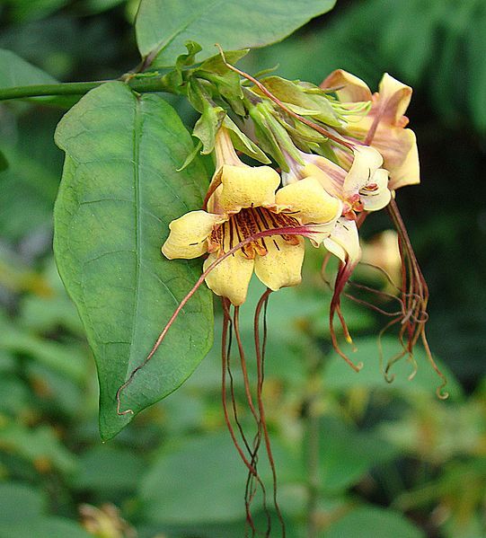 File:Strophanthus preussii (25433002894).jpg