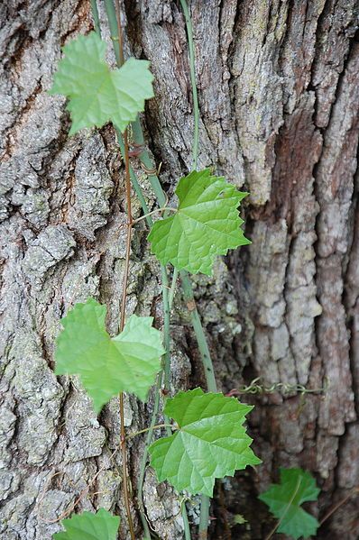 File:Vine on tree.jpg