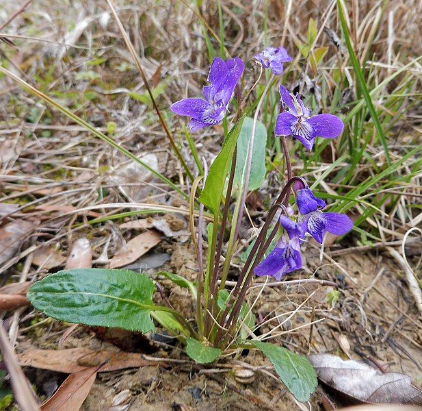 File:Viola sagittata.jpg