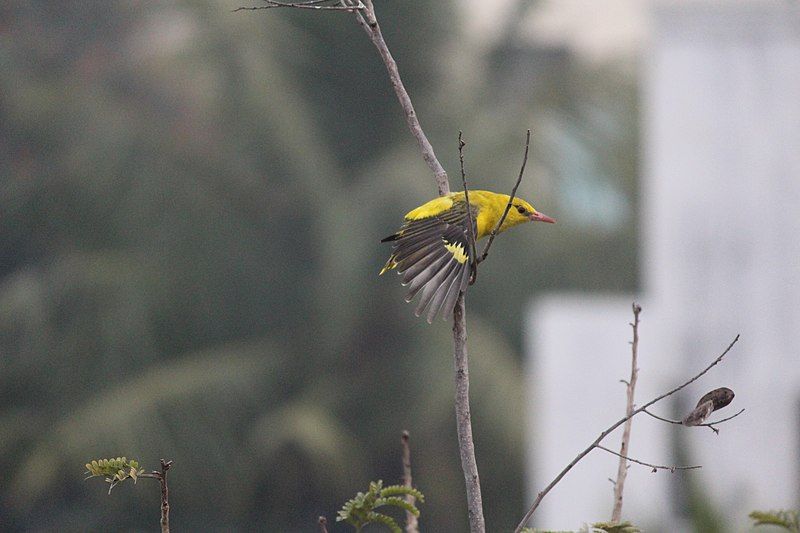 File:Yellow Warbler.jpg