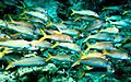 Image 70The yellowfin goatfish changes its colour so it can school with blue-striped snappers (from Coastal fish)