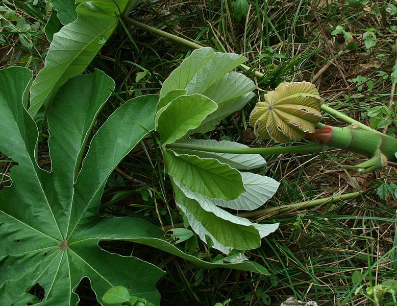 File:19820-Cecropia peltata-Tabaro.jpg