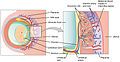 Schematic view of the placenta