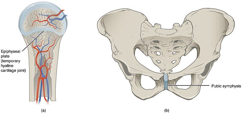 File:906 Cartiliginous Joints.jpg