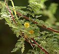 A branch of whitethorn acacia (Acacia constricta) in Las Vegas.