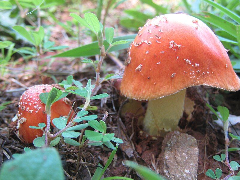 File:Amanita parcivolvata 45933.jpg