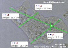 Measurements of a large amoeba at 400×