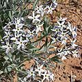 Amsonia tomentosa