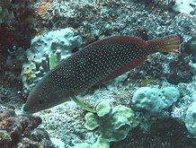 Pearl wrasse, Anampses cuvieri, Hawaii