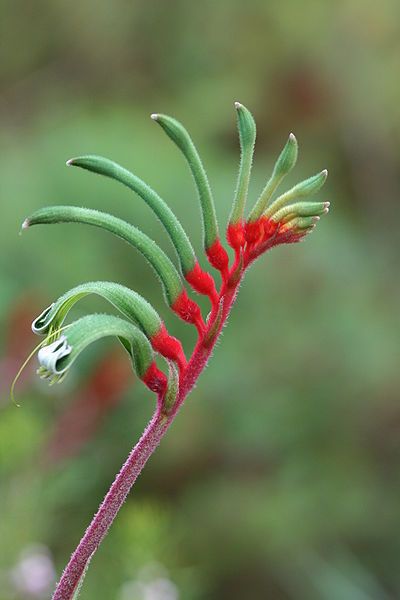 File:Anigozanthos manglesii.jpg