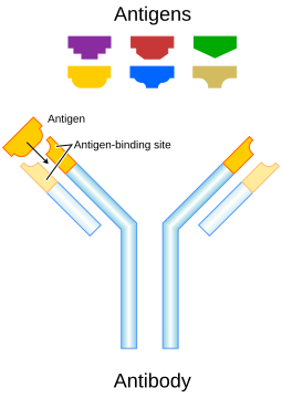 File:Antibody.svg