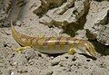 Sandfish (Scincus scincus)