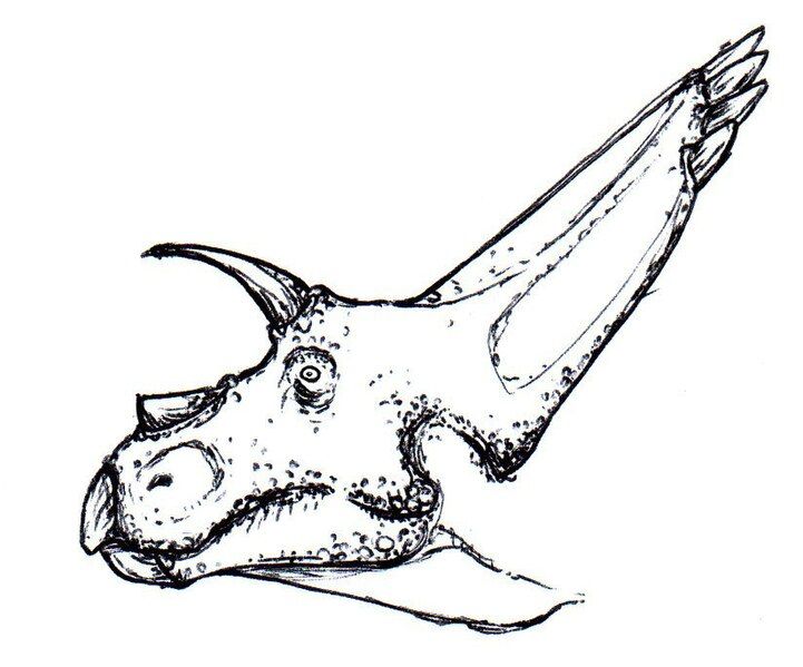 File:Arrhinoceratops head bw.jpg