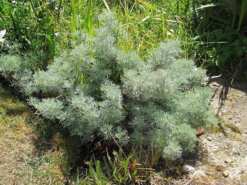 File:Artemisia alba Canescens.jpg