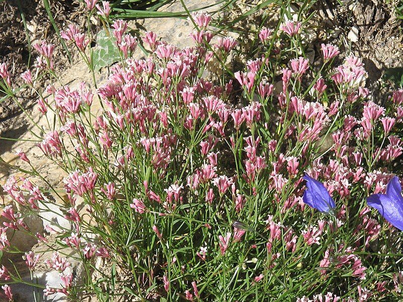 File:Asperula rupicola01.jpg