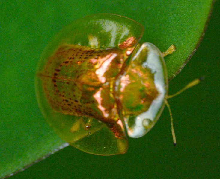 File:Aspidomorpha Cassidinae.jpg