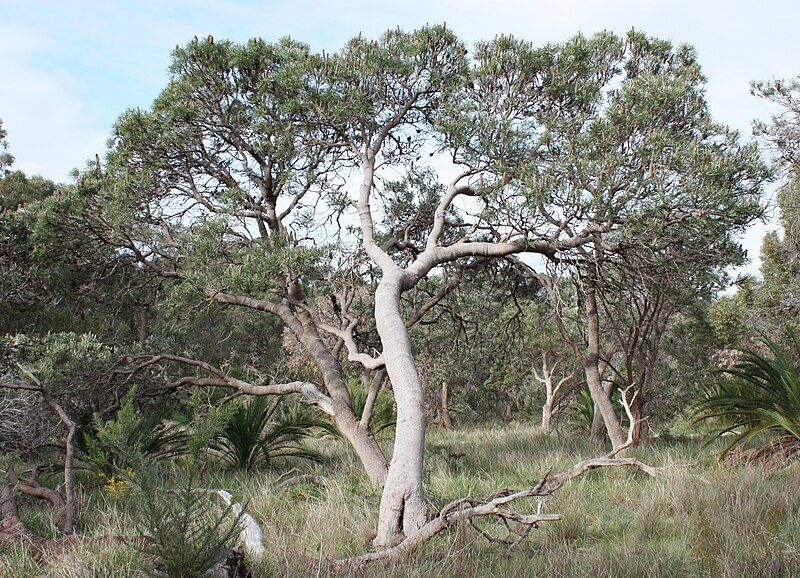 File:Banksia attenuata tree.JPG