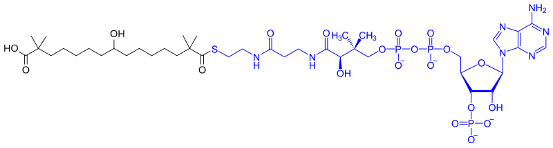 File:Bempedoyl-CoA.svg