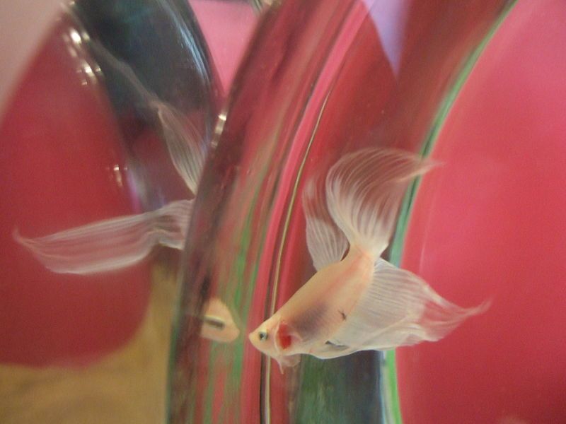 File:Betta Fighting Reflection.JPG