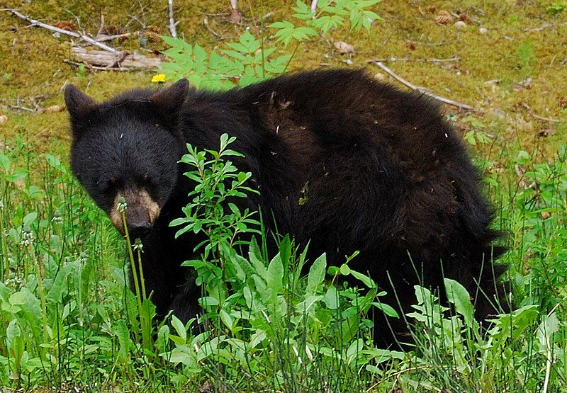 File:Black Bear Yearling.JPG