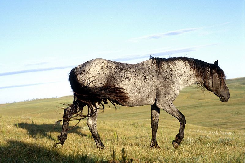 File:Blue-Moon-Roan-Nokota-Stallion.jpg