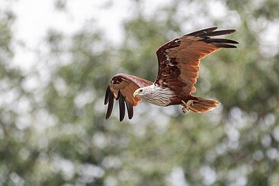 Haliastur indus indus in flight at Kathmandu Valley, Nepal.