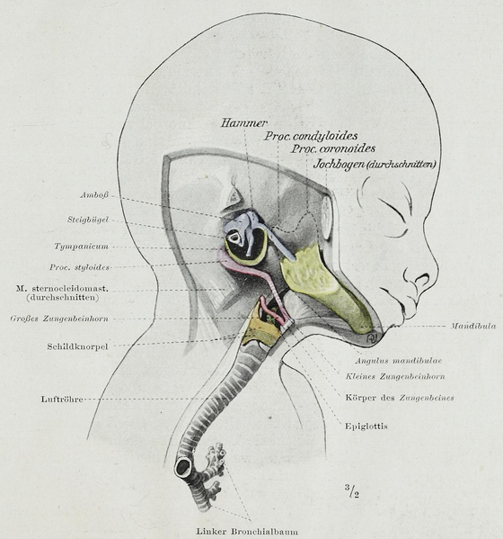 File:Braus 1921 318.png