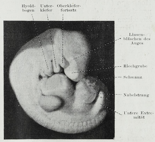 File:Braus 1921 8.png