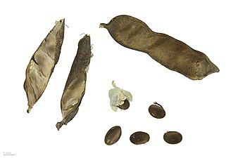 C. rosea pods and seeds