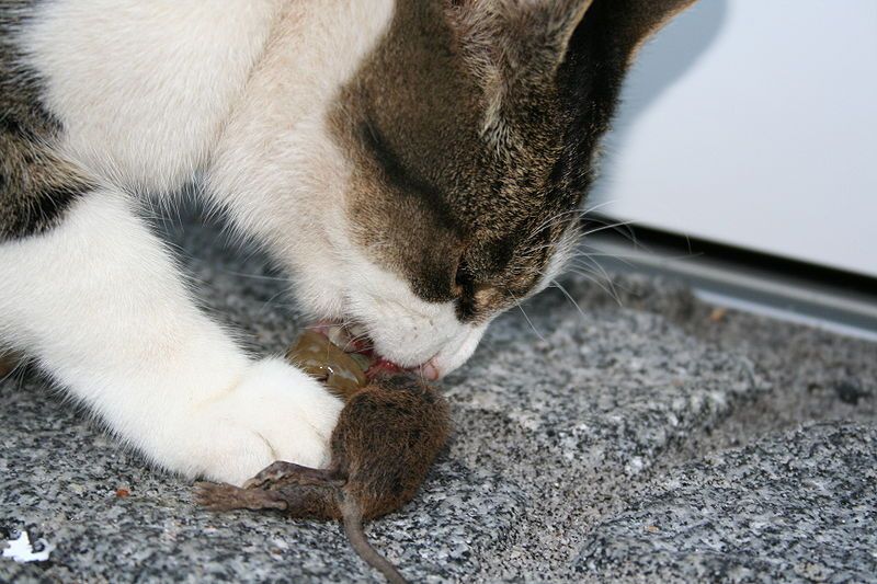 File:Cat eating mouse.jpg