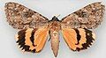 Catocala jessica Jessica underwing