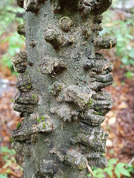 File:Celtis laevigata bark.jpg