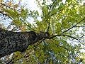 Canopy in autumn, Jevremonac