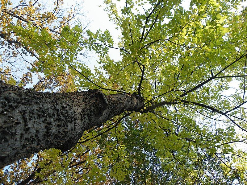 File:Celtis occidentalis (26).JPG