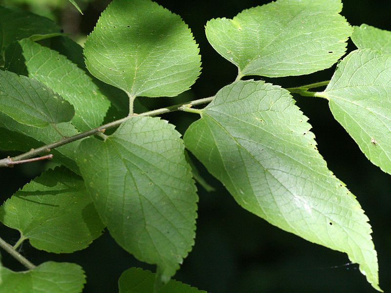 File:Celtis occidentalis 08838.jpg