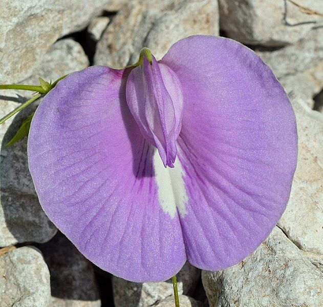 File:Centrosema virginianum flower.jpg