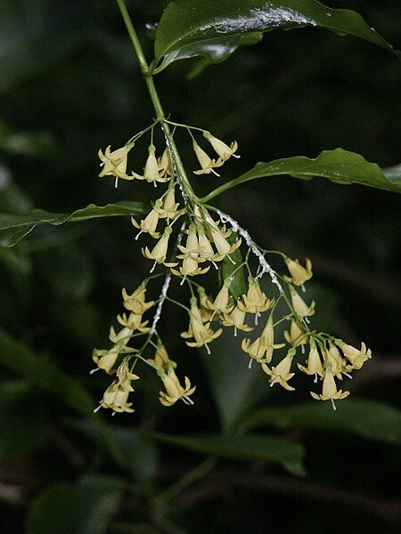 File:Chiococca alba.jpg