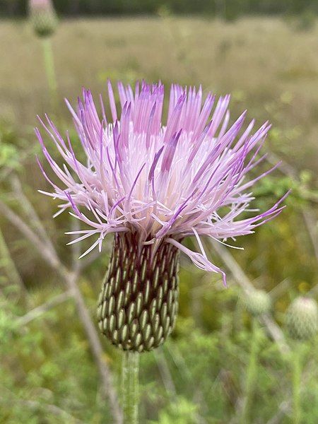 File:Cirsium lecontei 153786477.jpg