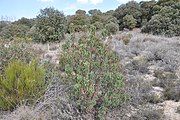 Laurel-leaf cistus in its ecosystem.