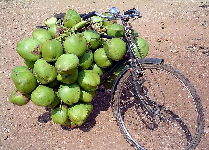 File:Coconut bunch.jpg