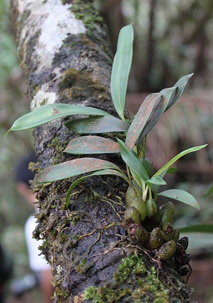 File:Coelogyne odoardi 4.jpg